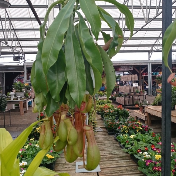 Meet your Posher, Mona - Picture 1 of 1